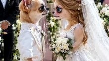 POV: Chihuahua wedding goes wrong 😂 💍 #Chihuahua #dog #animals