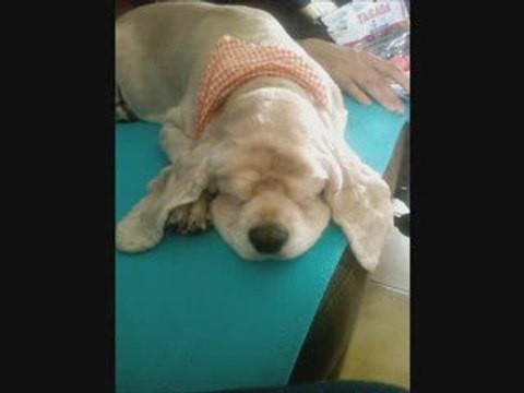 Animaux dans leurs délires...