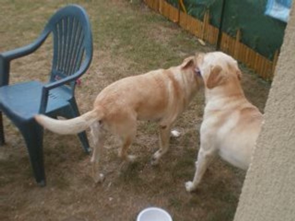 Les chiens