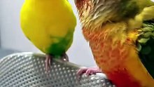 Why is Pipi so cheeky? 🐦😂