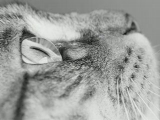 Ernesto Cortazar - Nights of Silk and Tears