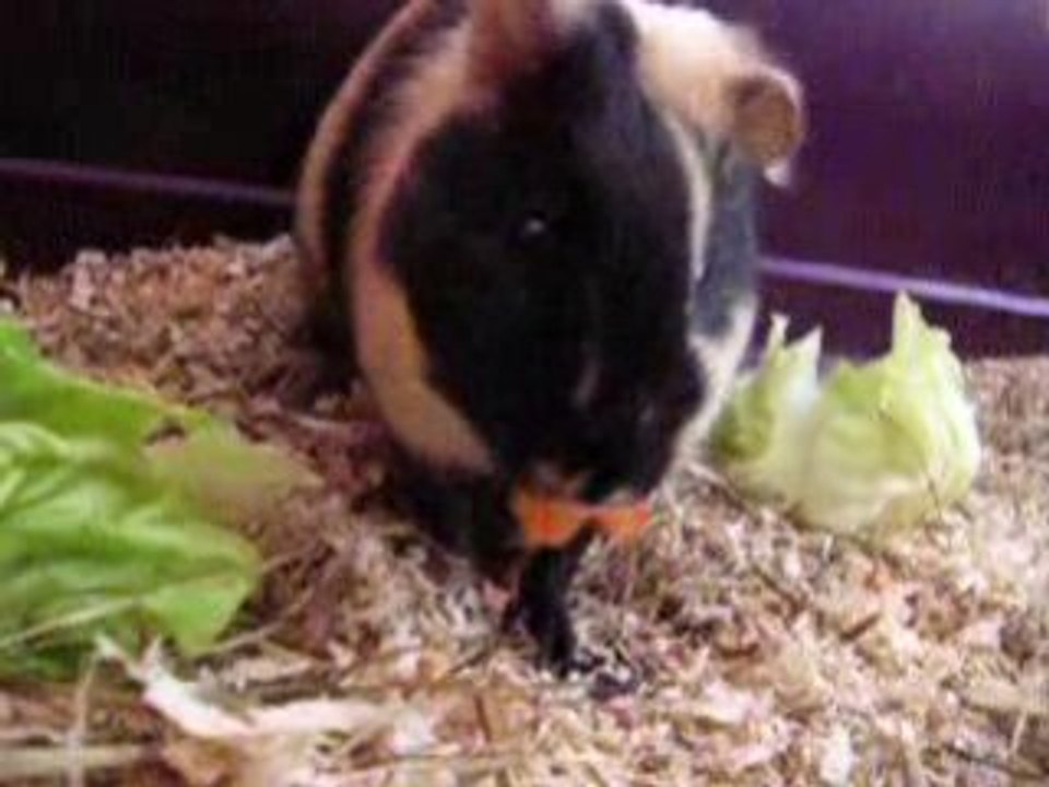 Vidéo 002