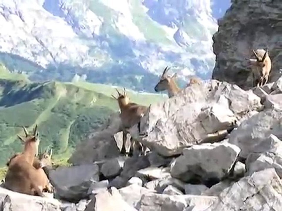 Danse avec les bouquetins