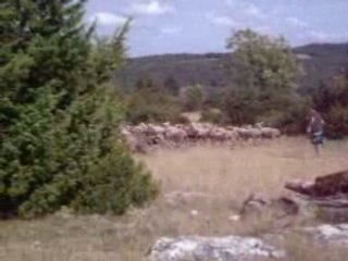 Lucas fait courrir les moutons