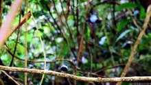 BEAUTIFUL BIRDS ON EARTH