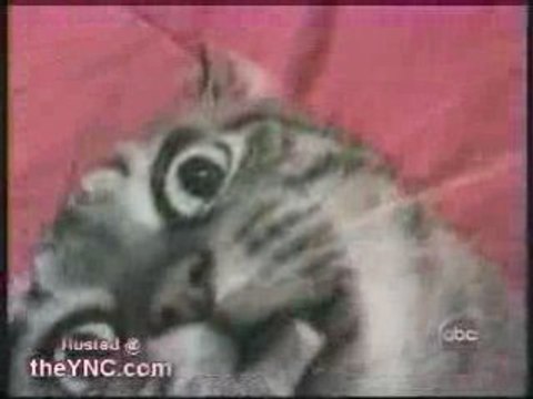 Humour - Abrutis de chat