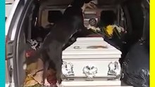 Lomito persigue el carro fúnebre de su dueño y logra acompañarlo en su último viaje 🐶💔