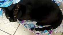La gata bombay en la oficina llega a chusquear y despues se queda dormida #shorts #animales #mascota