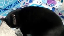 se queda dormida la gata bombay cuando llega a visitarme #shorts #animales #mascotas #michi