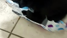 a la gata bombay le gusta acostarse y dormir en una bolsa de plastico #shorts #animales #mascotas