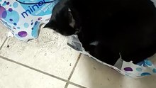 #michi peludo es la gata #bombay se quedo dormida en una bolsa de plastico #shorts #animales