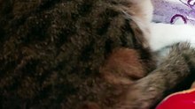 Weekend mode turned on = relaxing and doing ... nothing :) #cats #funnycats #catlovers