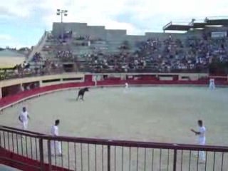 Course camarguaise, Mauguio, Août 2008