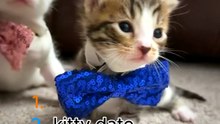 Cats are the world s most popular pets, outnumbering dogs by as many as three to one
