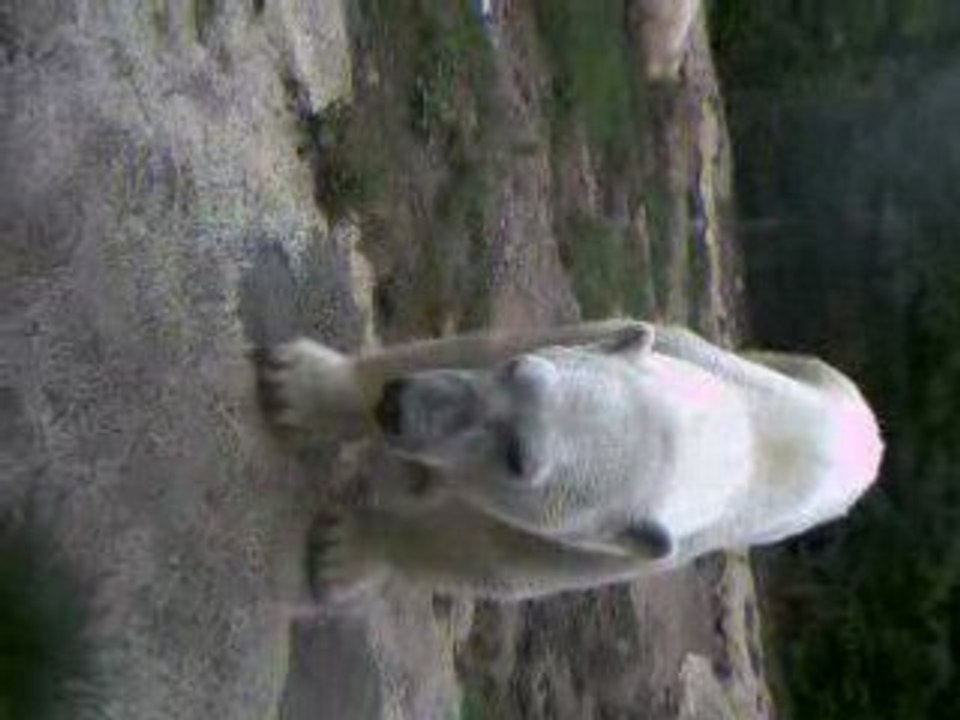 ours polaire