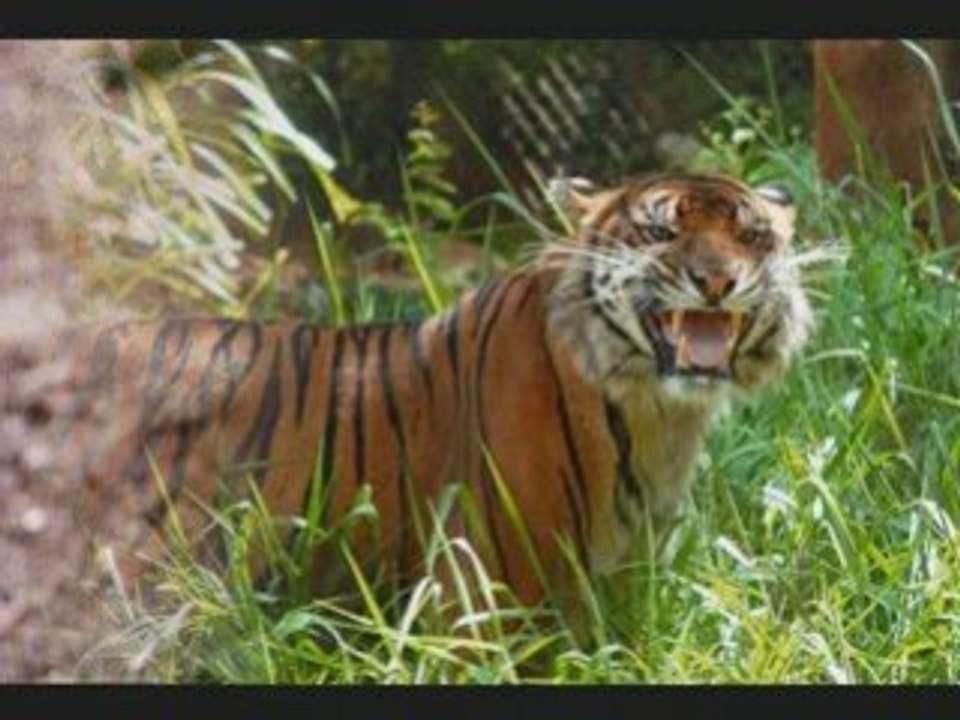 Le Tigre