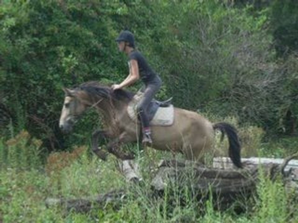 Stage De Cheval