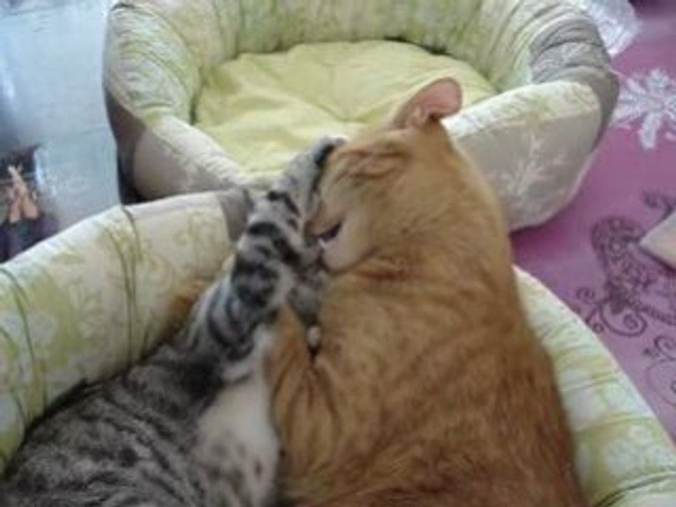 Aslan et Pattenrond