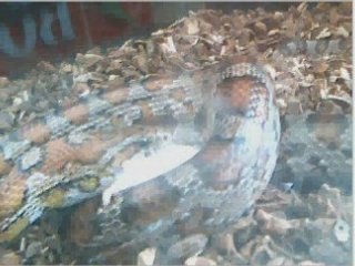 Moïse et le serpent mangeur de souris 🐍