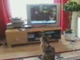 my cat watching tv