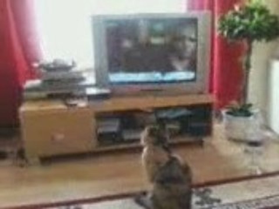 my cat watching tv