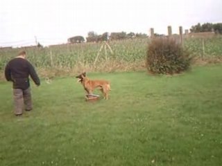 malinois-passion.site