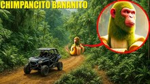 SI VES A CHIMPANZINI BANANINI EN LA JUNGLA, CORRE! (BRAINROT ITALIANO)