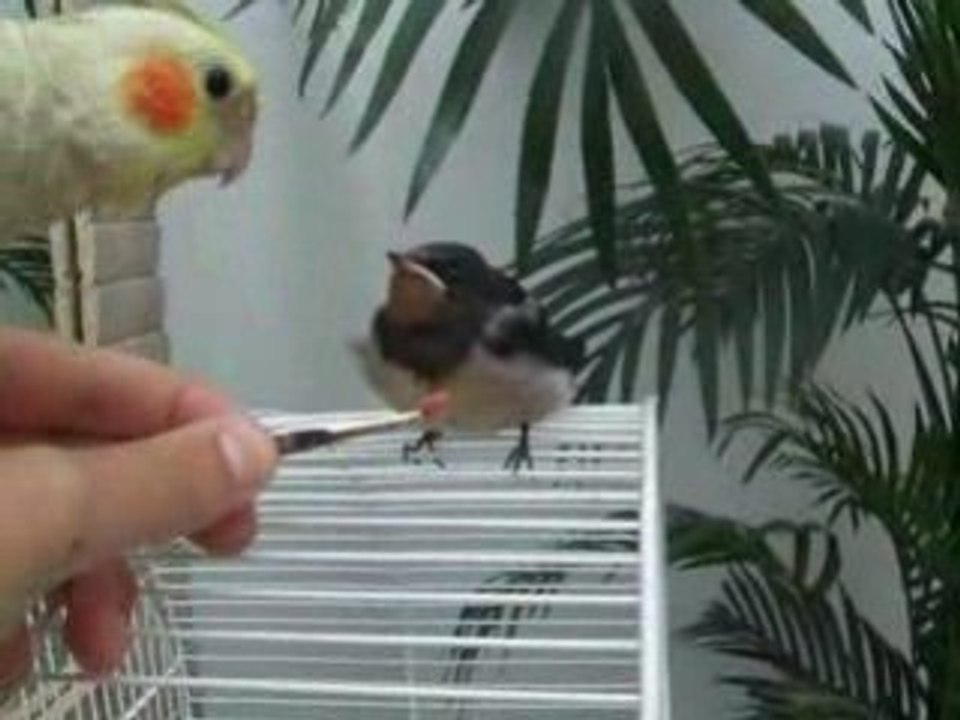 Capsule la chipeuse et l'hirondelle