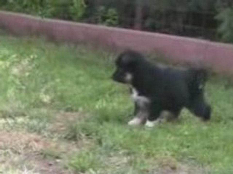 Les chiots, août 2008 qualité moyenne