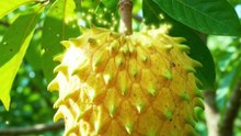 A Rollinia Fruit Fell to the Ground… Then Something Magical Happened! ✨🌱