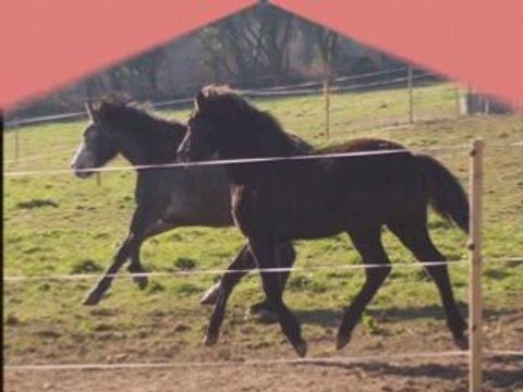 Time Is Up Neuf Clos, pouliche Poney