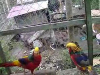 ach  ta  robota  wideo