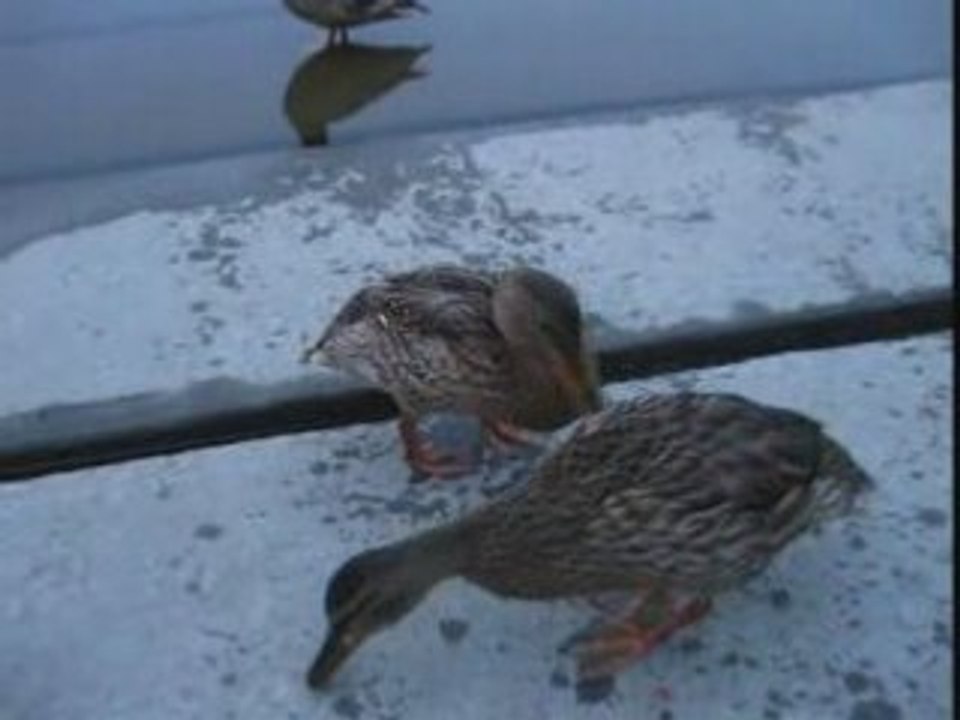 Canards voleurs