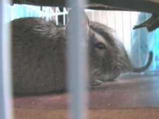 Octodons après la sieste