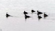The Hooded Mergansers Speed Dating Game (Epic Fail)