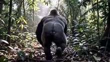 GORILLA VS  BEAR