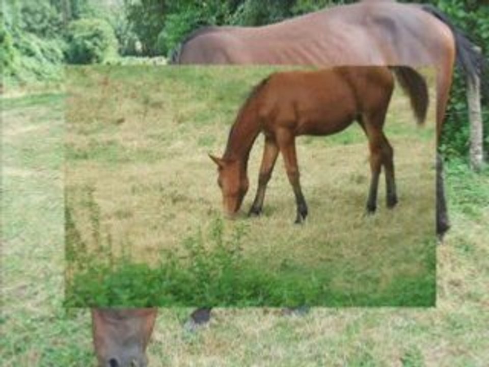 Video de mazi et ultime cher eux