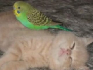 Amis pour toujours - Qui est contre quoi?