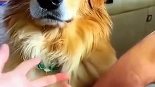 Funniest Kittens - Cats And Dogs Videos 2024 - Best Funny Animals videos [408p]