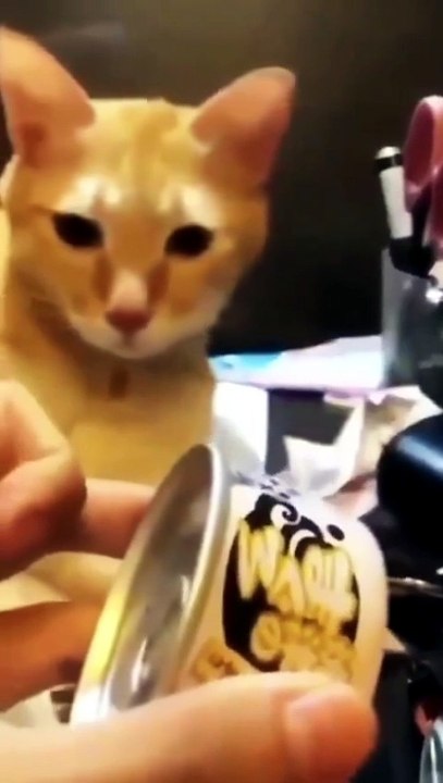 Funny Animal Videos - Unusual Memes - Funny Pet Videos [576p] - video ...