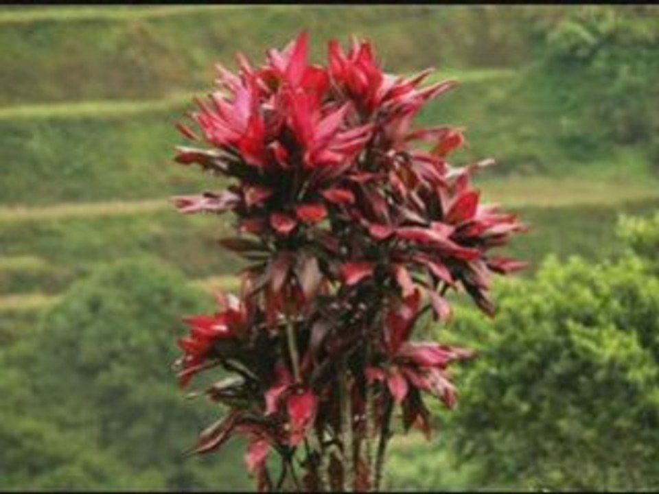 Les rizieres de l'ile de luzon (philippines)