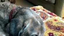 Senior Rescue Dog Wags Its Tail for the First Time 🐾🥹