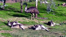The Great Emu War: Australia's Military Defeat by 20,000 Birds and the Shame That Never Ended