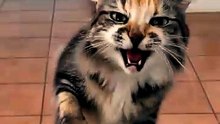 Funny Cat Videos 😻 Adorable Dancing Cats #catfunny