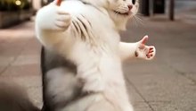 Funny Cat Videos 😻 Adorable Dancing Cats #catfunny