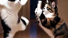Funny Cat Videos 😻 Adorable Dancing Cats #catfunny