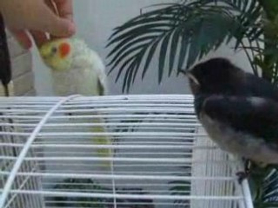 Calopsitte et hirondelle