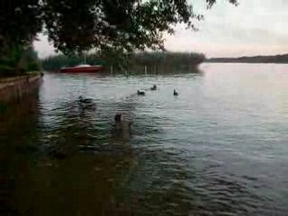 Enten auf der Müritz beim Zeltplatz Ecktannen