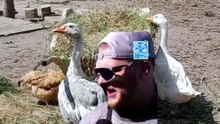 They haven_t even realised it yet 🤭🤭 #meteorite #meteorducks #geese