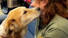 🥹 Rescue Dog Gently Presses His Nose to Her Cheek 🐾